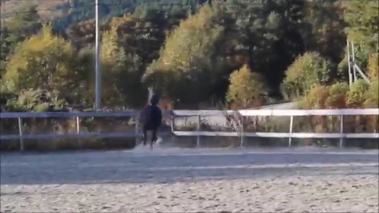 Fors&oslash;k p&aring; min dag i stallen video!