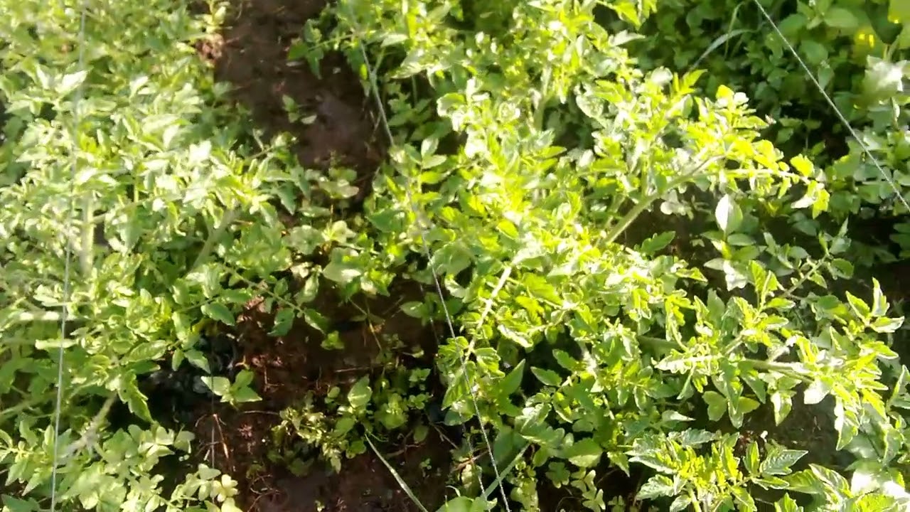 Cherry tomatoes farming//Primitive gardening//Talking ASMR 