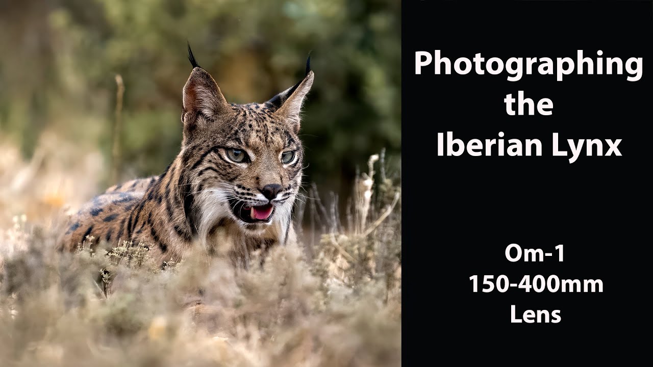 Фотосъёмка пиренейской рыси с помощью OM-1 и объектива 150–400 мм в Хиде-де-Калера в Испании. Час...