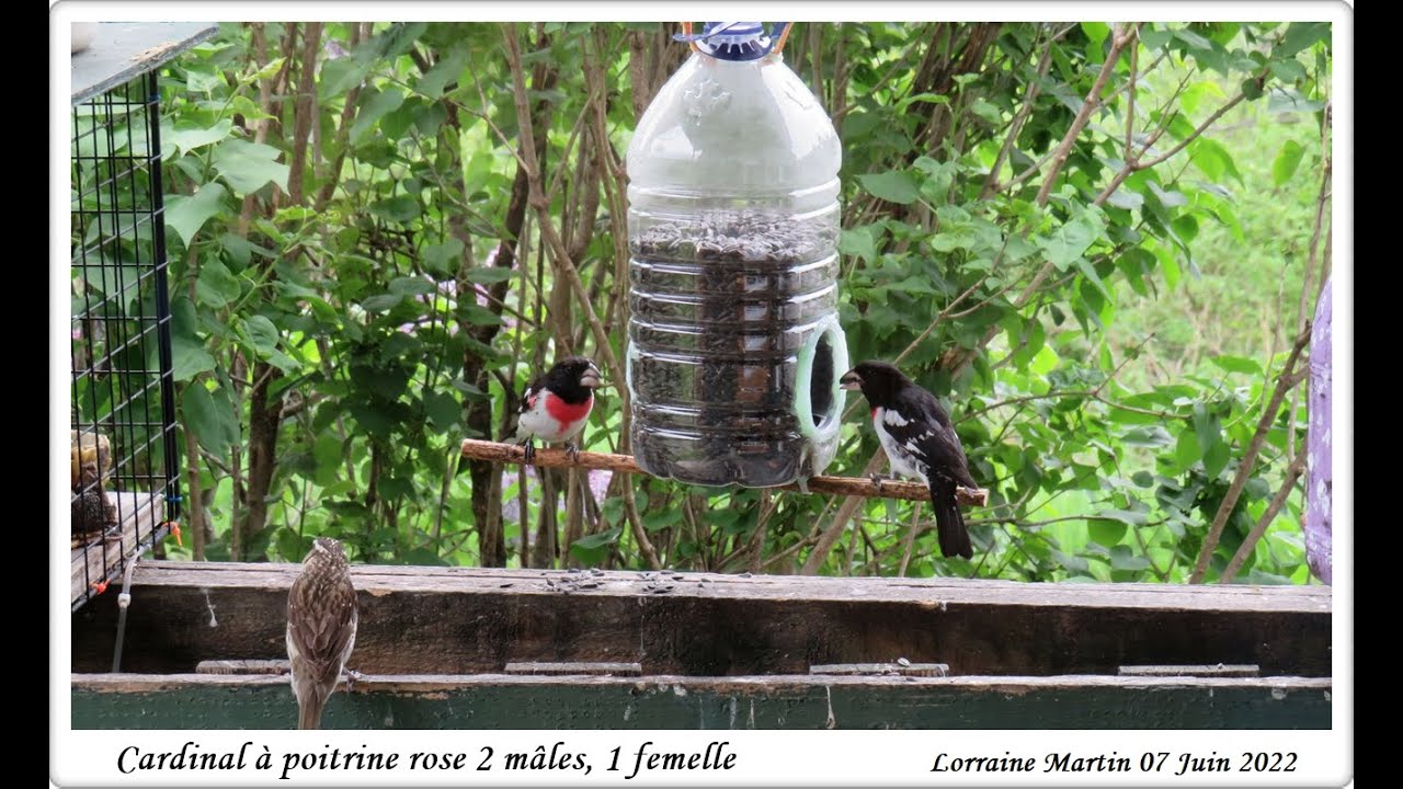 Mangeoire d'oiseaux rapide à faire avec 1 gobelet de débit performant pour les graines 8 juin 2022