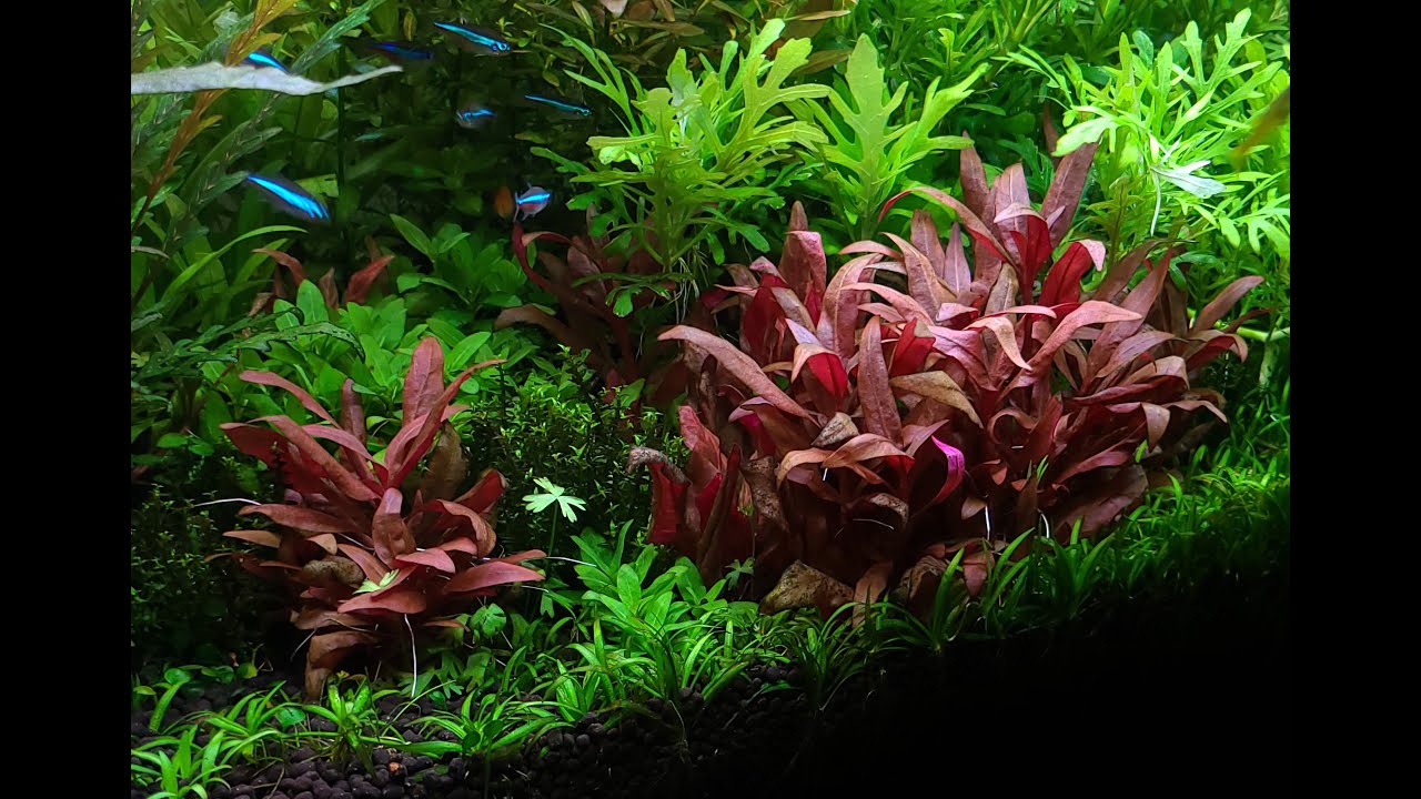 ALTERNANTHERA RENECKII PHOTOSHOOT