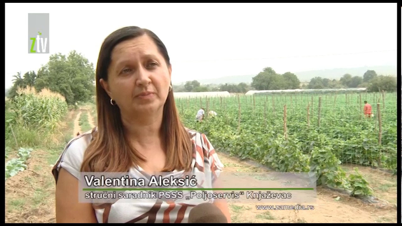 Proizvodnja kornišona u Knjaževcu