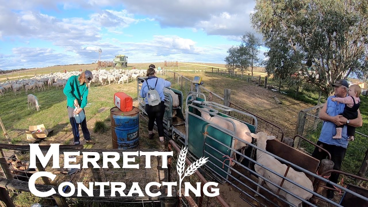Back Lining Our Ewes + Checking Their Teeth | Australian Farm