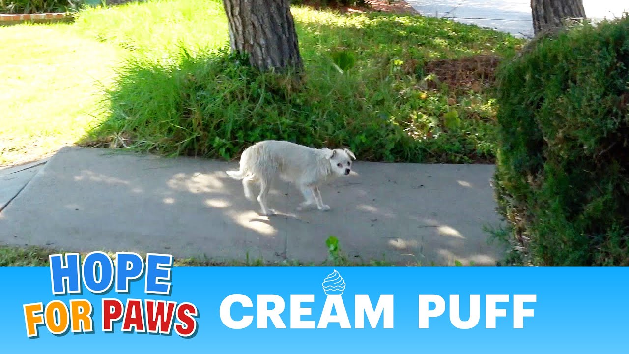 Scared homeless dog didn't trust anyone for many months. 🧁🐕