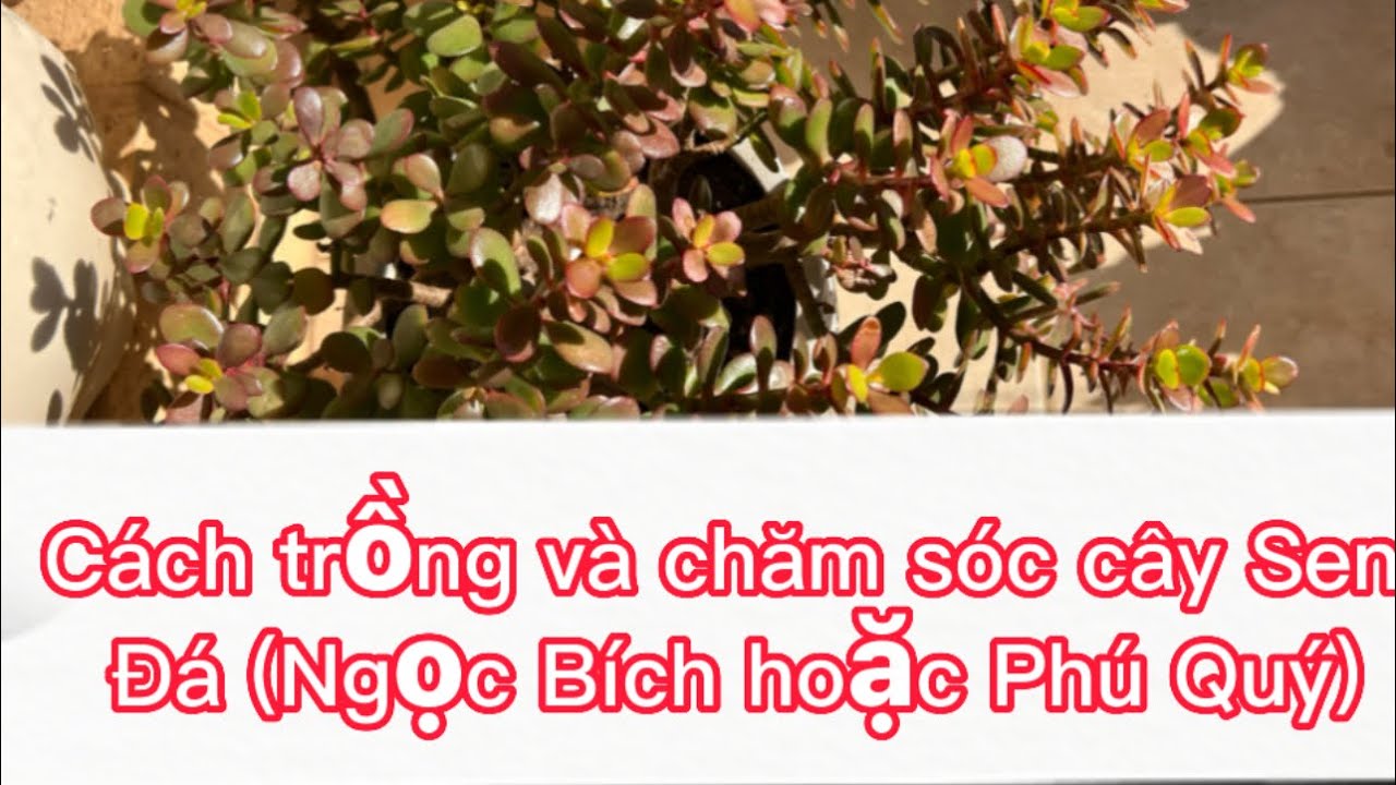 Cách trồng và chăm sóc cây Sen Đá (Ngọc Bích hoặc Phú Quý)