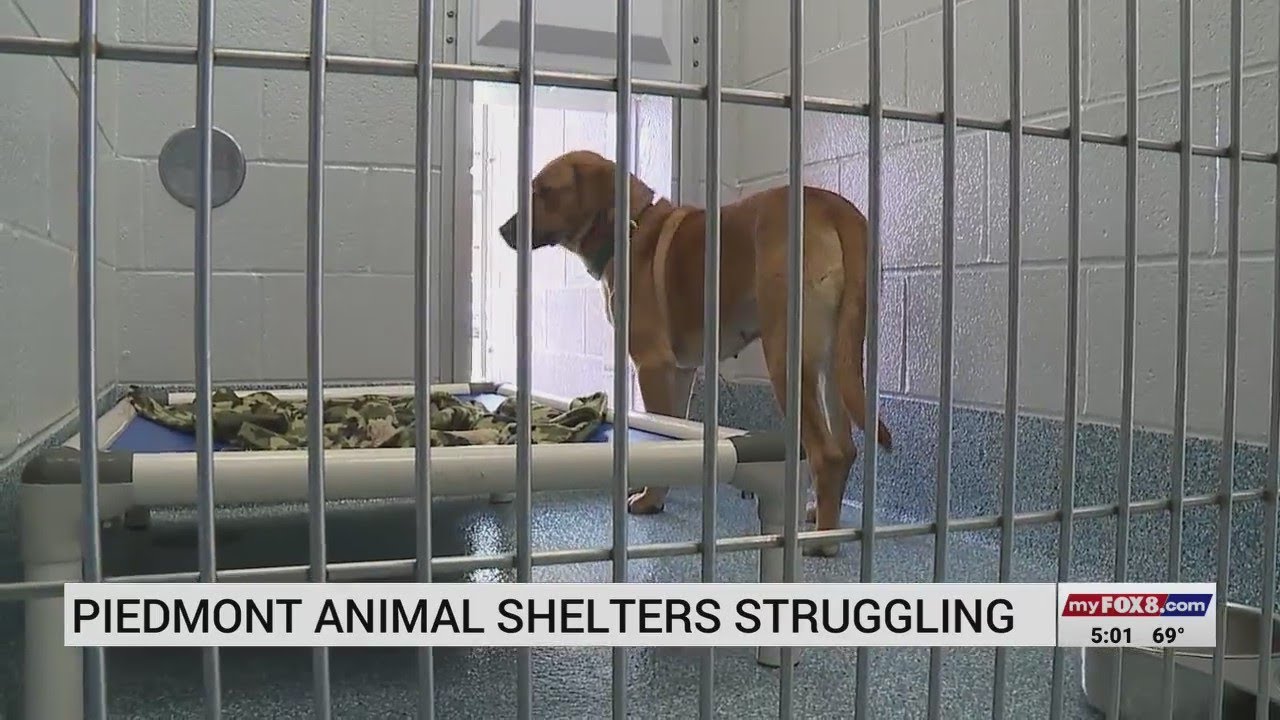 Piedmont animal shelters struggle with overcrowding