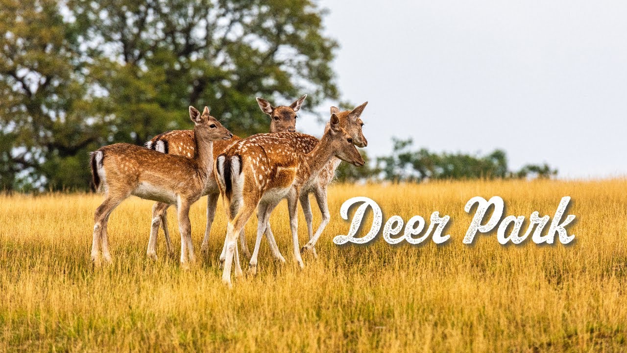 Knole House and deer park  | 4K | Day Hike Saturday | 🇬🇧 Hiking UK | England