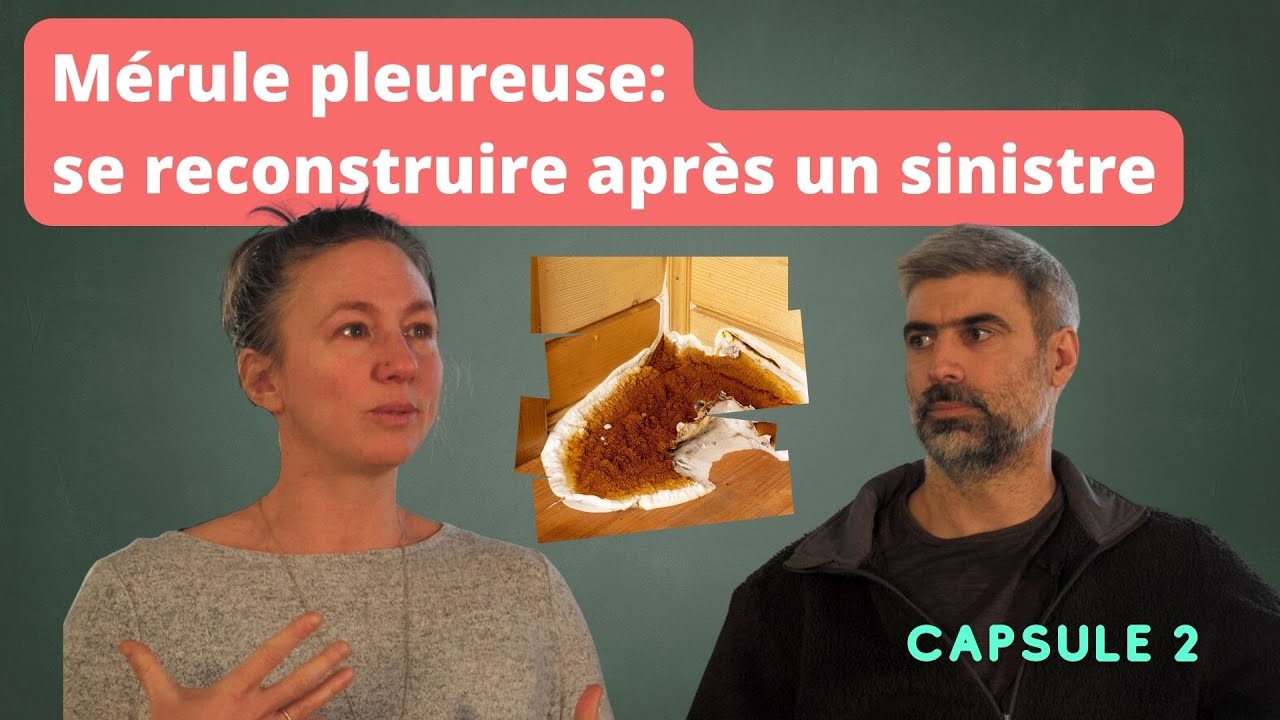 La mérule pleureuse: se reconstruire après un sinistre (capsule 2)