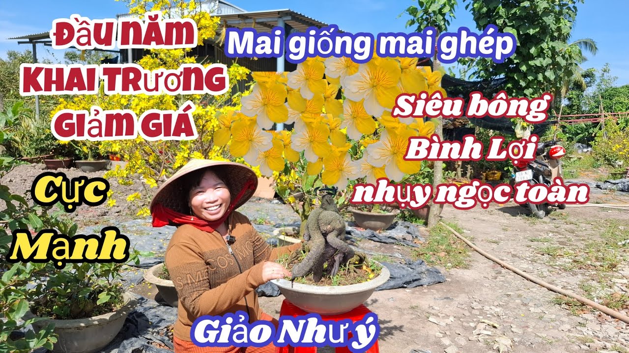 19/02/2026💥Mùng 3 tết Khai Trương vườn chị Xuyên giảm giá cực mạnh siêu bông bình lợi nhụy ngọc toàn