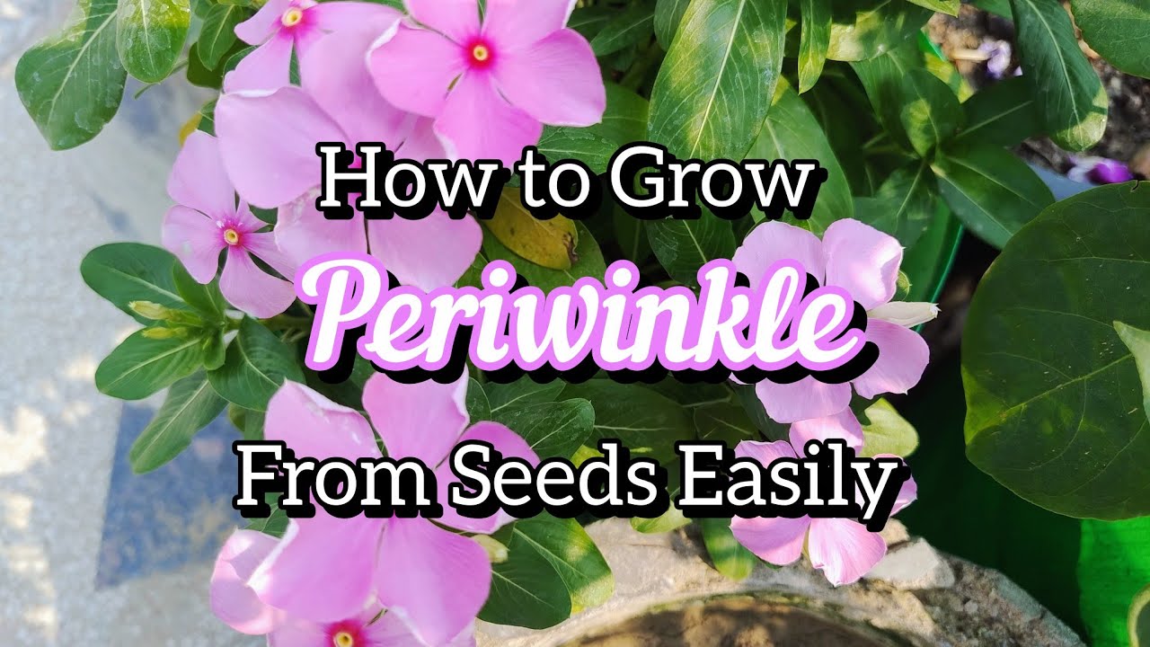 How to Grow Periwinkle | Sadabahar | Vinca Plant Easily Step by Step