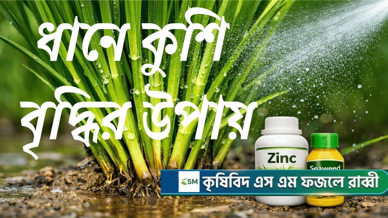 ধানের কুশির বৃদ্ধির সেরা উপায়: ম্যাজিক স্প্রে || #কৃষি_পরামর্শ #ধানচাষ 