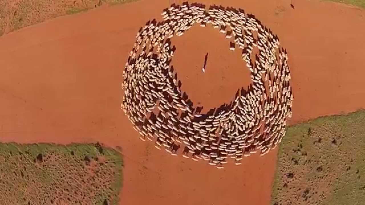 The Art Of Sheep Movement