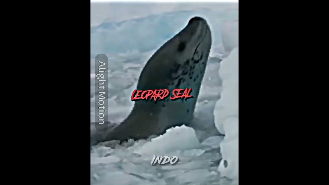 Great White Shark Vs Leopard Seal