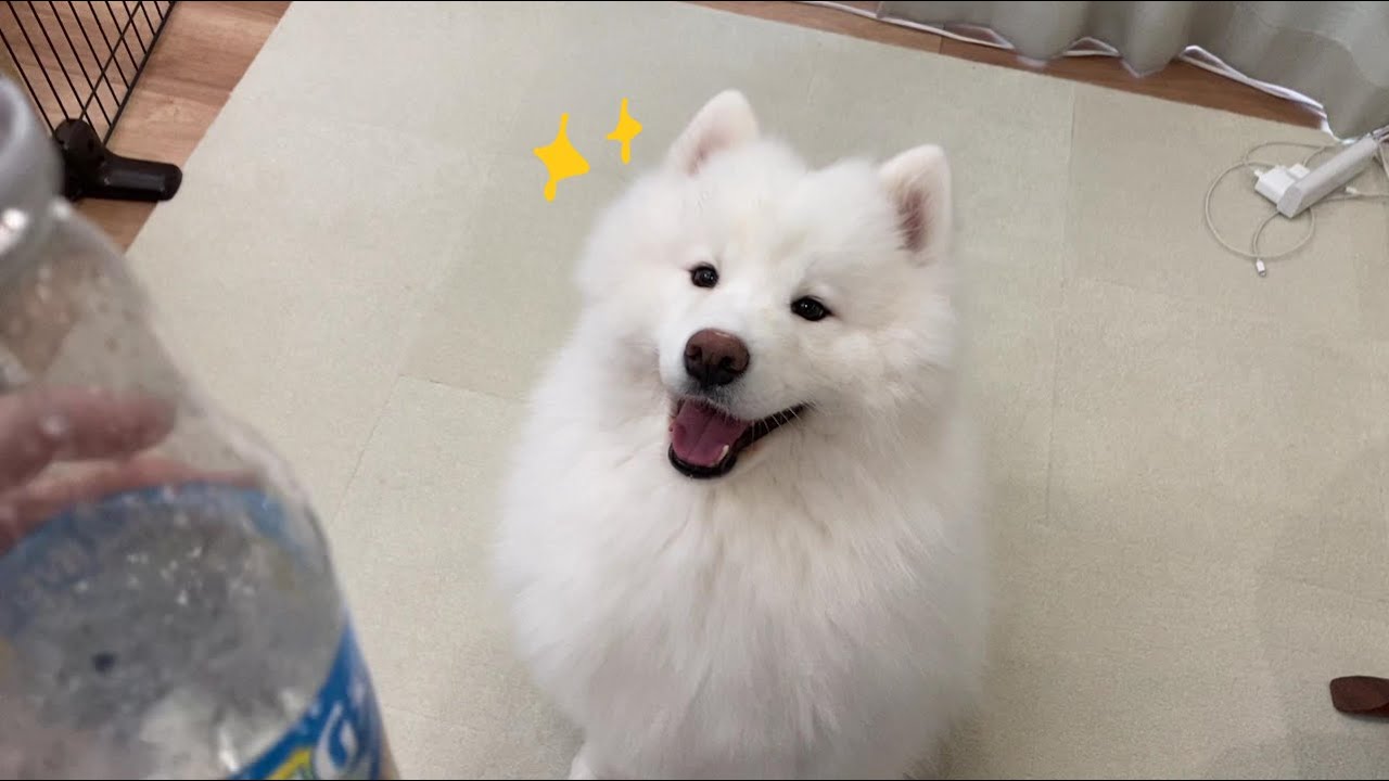 ペットボトルで飲んでると･･･#samoyed #サモエド#사모예드  #モフモフズ