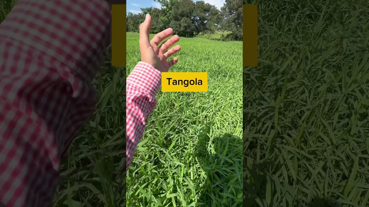 Qual o melhor capim pro gado?