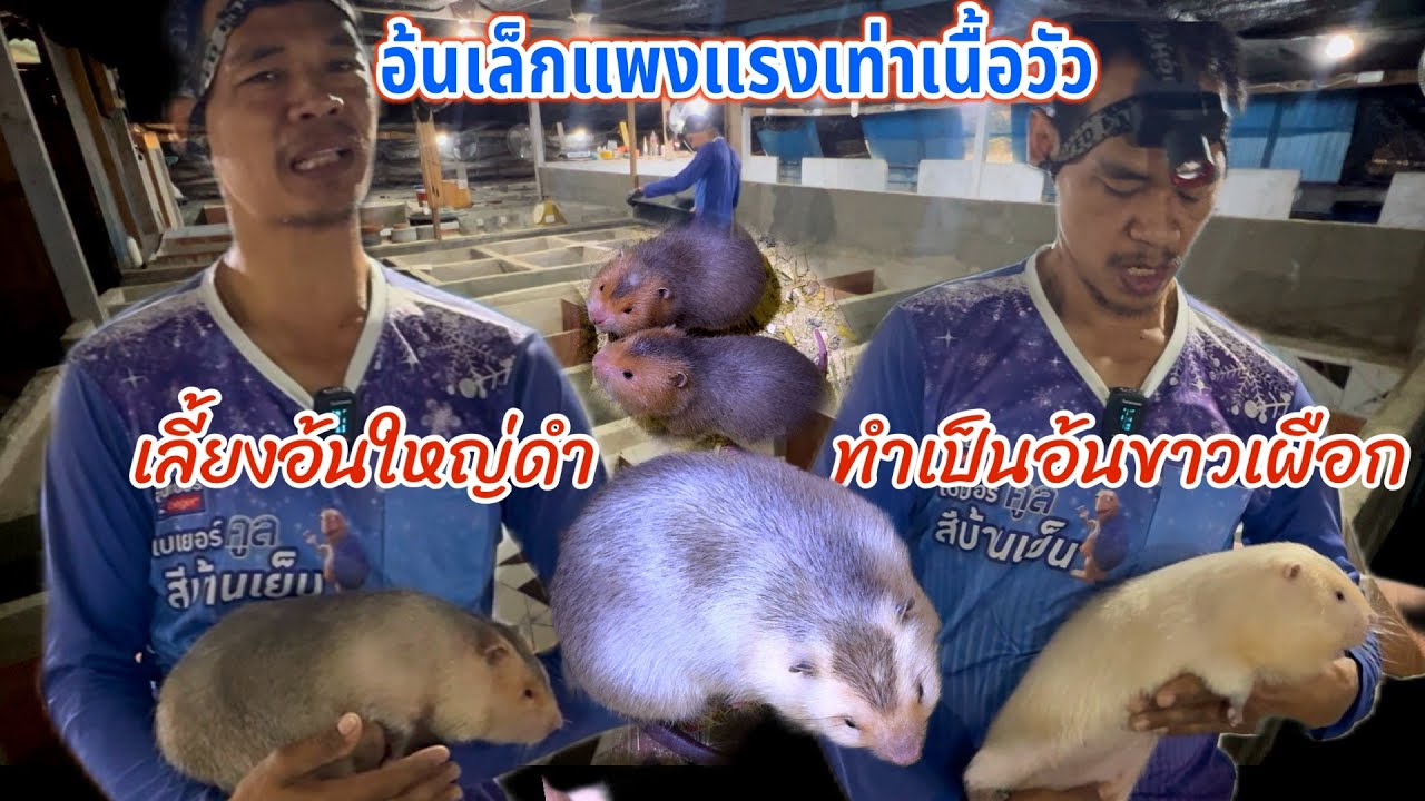 เลี้ยงอ้นใหญ่ดำทำเป็นอันขาวเผือก “หน้าทู้แก้มป่องท้องโตใหญ่ยาว”ตลาดดีมีไม่พอขาย #ฟาร์มอ้นบ้านตากบ
