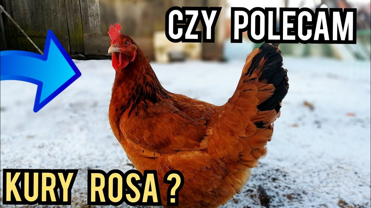 Czy polecam kury ROSA? (Moja opinia).
