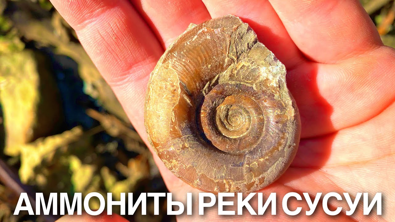 НАШЛИ ОГРОМНОГО АММОНИТА | Окаменелости на Сахалине