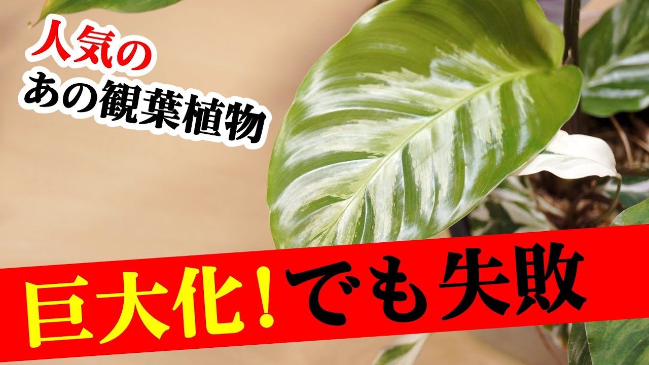 弱い観葉植物の末路…、悲しい現実がこちらです【カラテア】