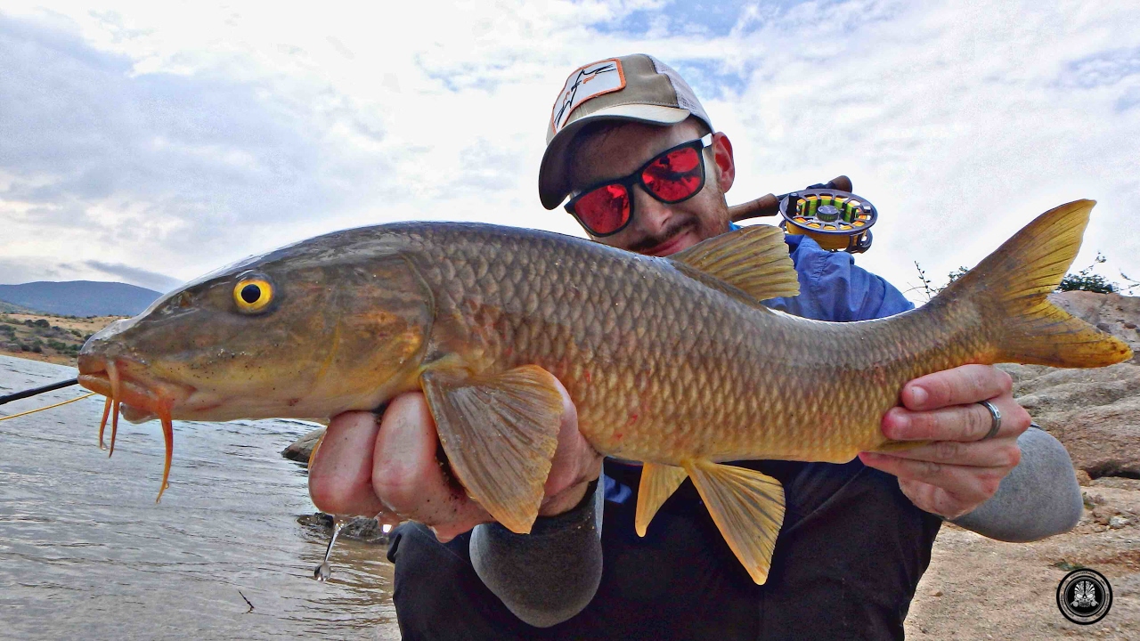 Fly fishing BARBOS A MOSCA