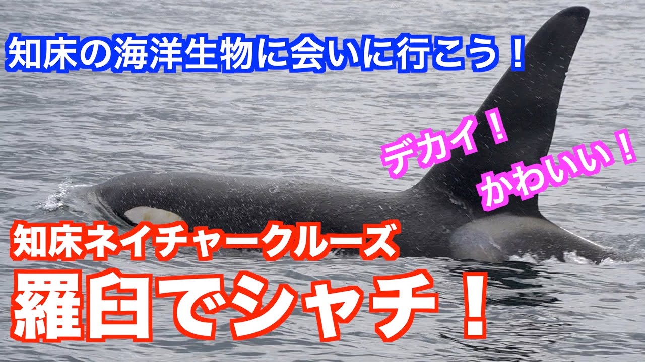 【北海道・羅臼町】知床ネイチャークルーズでシャチとの出会い！