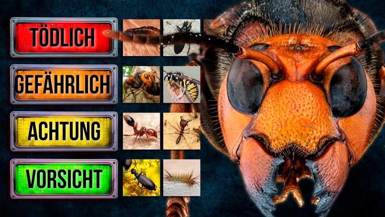 Diese Insekten töten mehr Menschen als Raubtiere