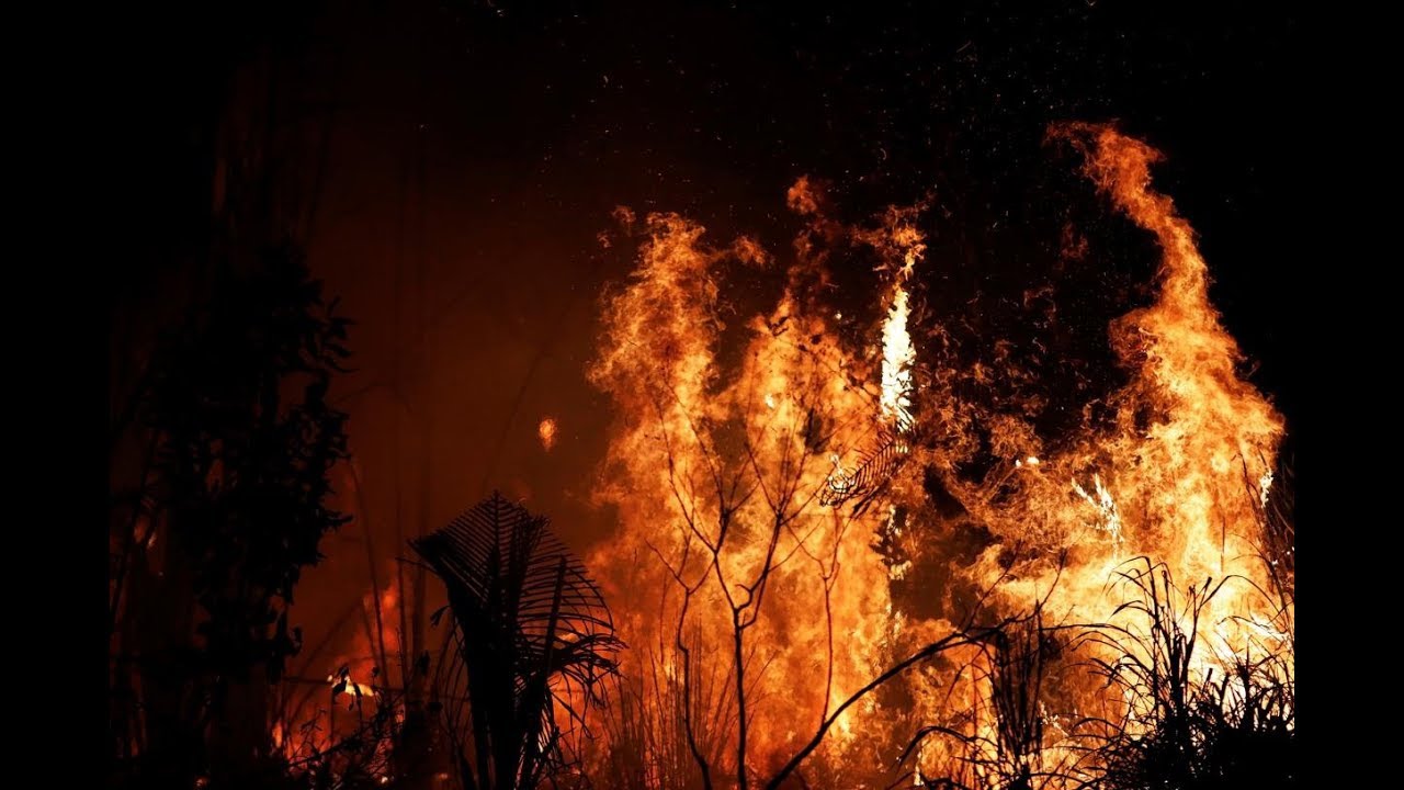 Amazon rainforest fires: How it affects the world and you
