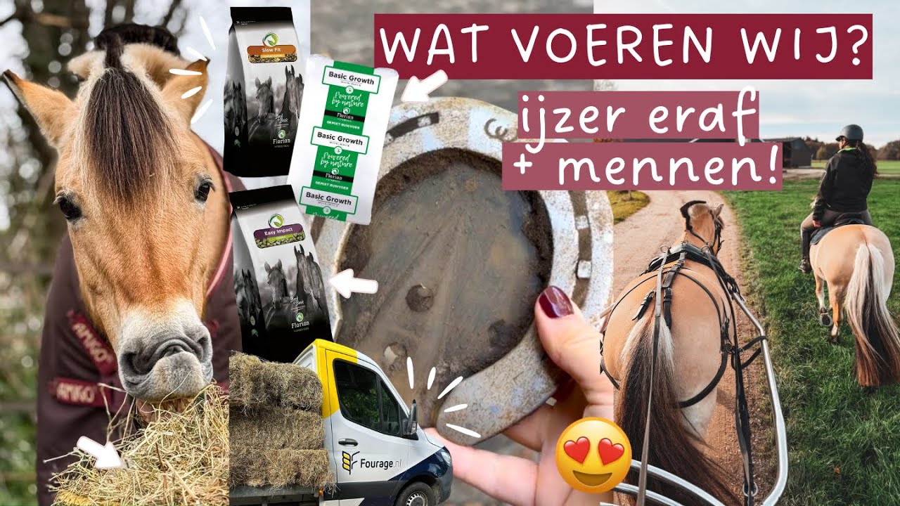 WAT VOEREN WIJ ONZE FJORDEN?! 🐴🌾 Koudbloeden op gewicht houden 🤔 IJzer eraf & we gaan mennen!