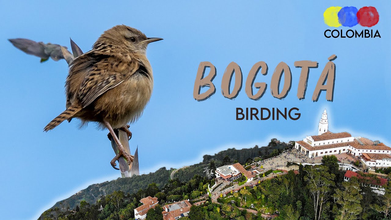 BEST Birding Spots in Bogot&aacute; &ndash; Colombian Travel Guide
