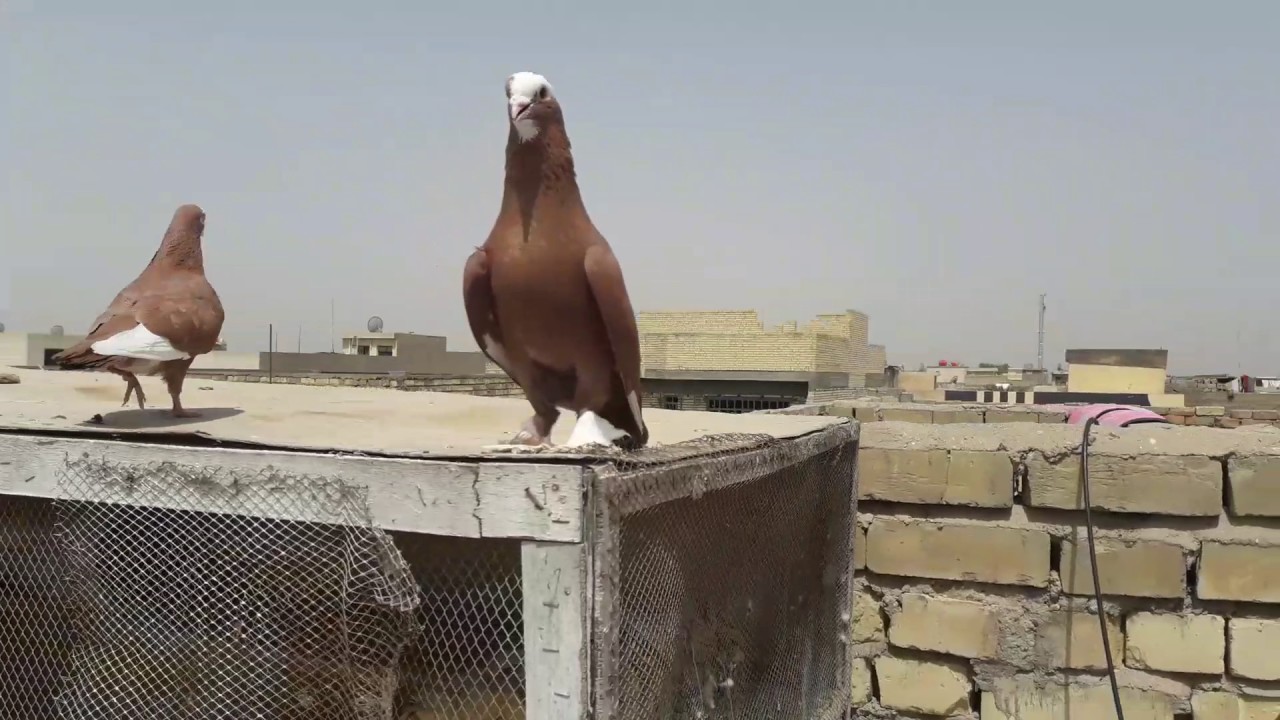 شوامل بحمر علي البهادلي طيور