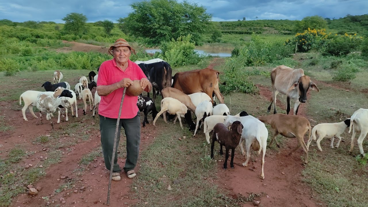 VISITANDO A PROPRIEDADE DE SEU PEDRO SALU, VAMOS CONHECER A AGRICULTURA E PECUÁRIA NO SERTÃO.