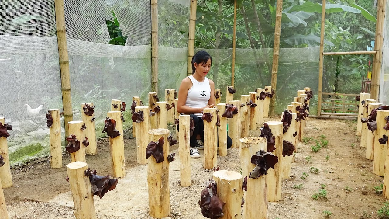 How to grow wood ear mushrooms on many wooden stakes, Good results after growing mushrooms