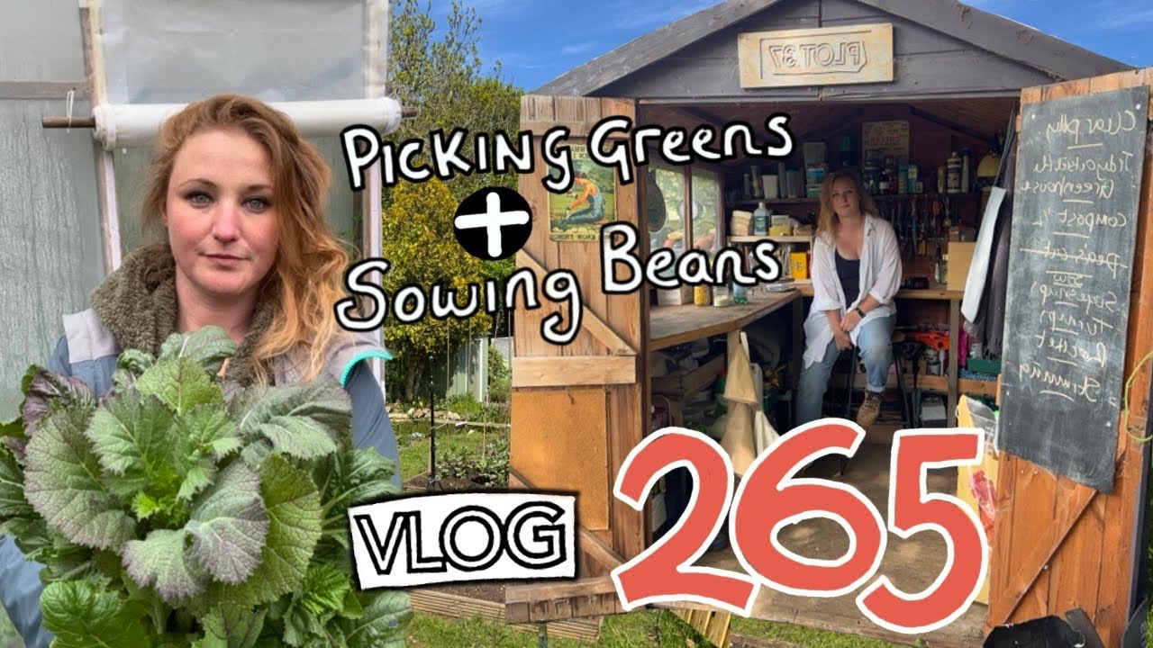Come back Mum! Picking Greens and Sowing Beans. Ep265 || Plot 37