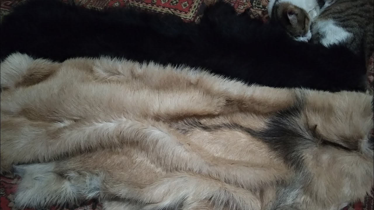 Проект 