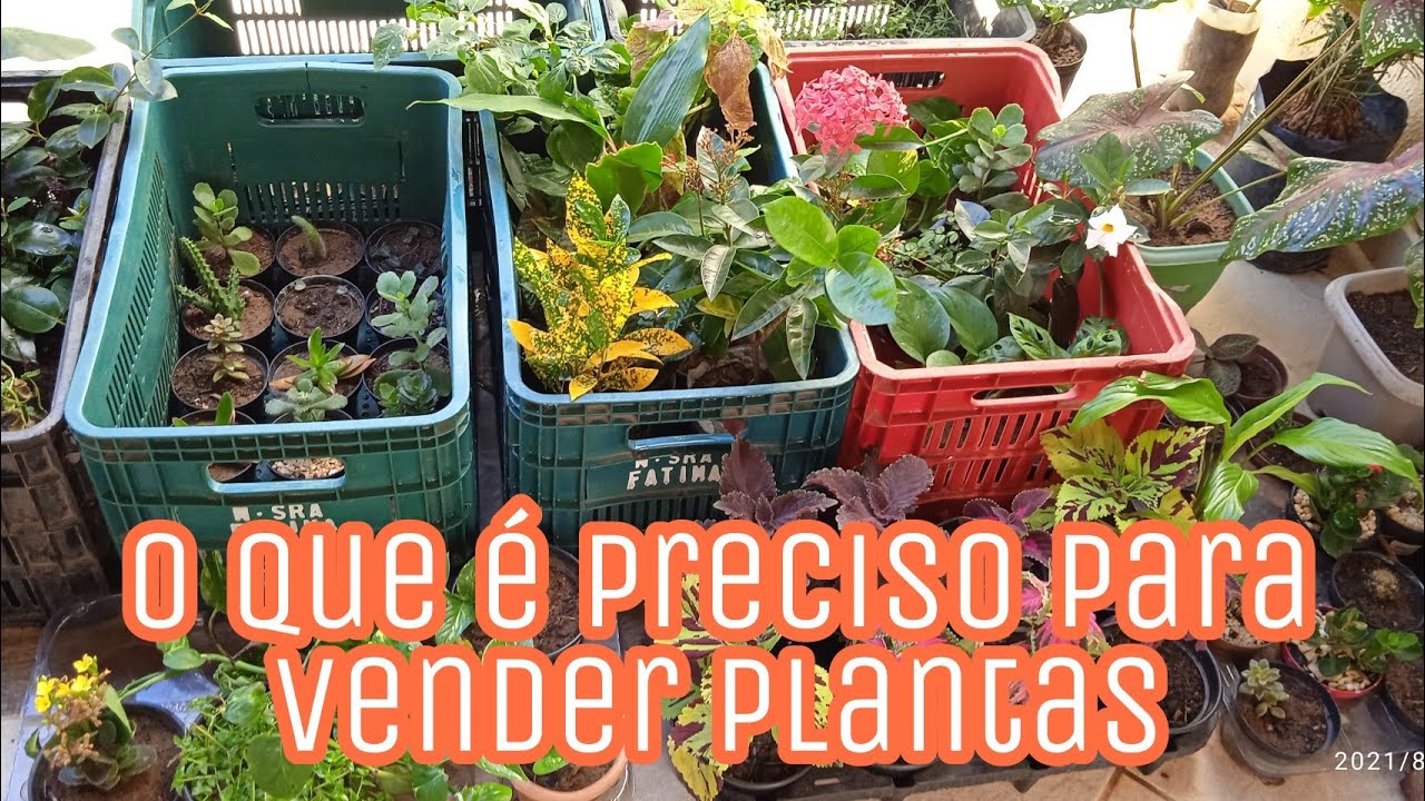 O que é preciso para vender plantas