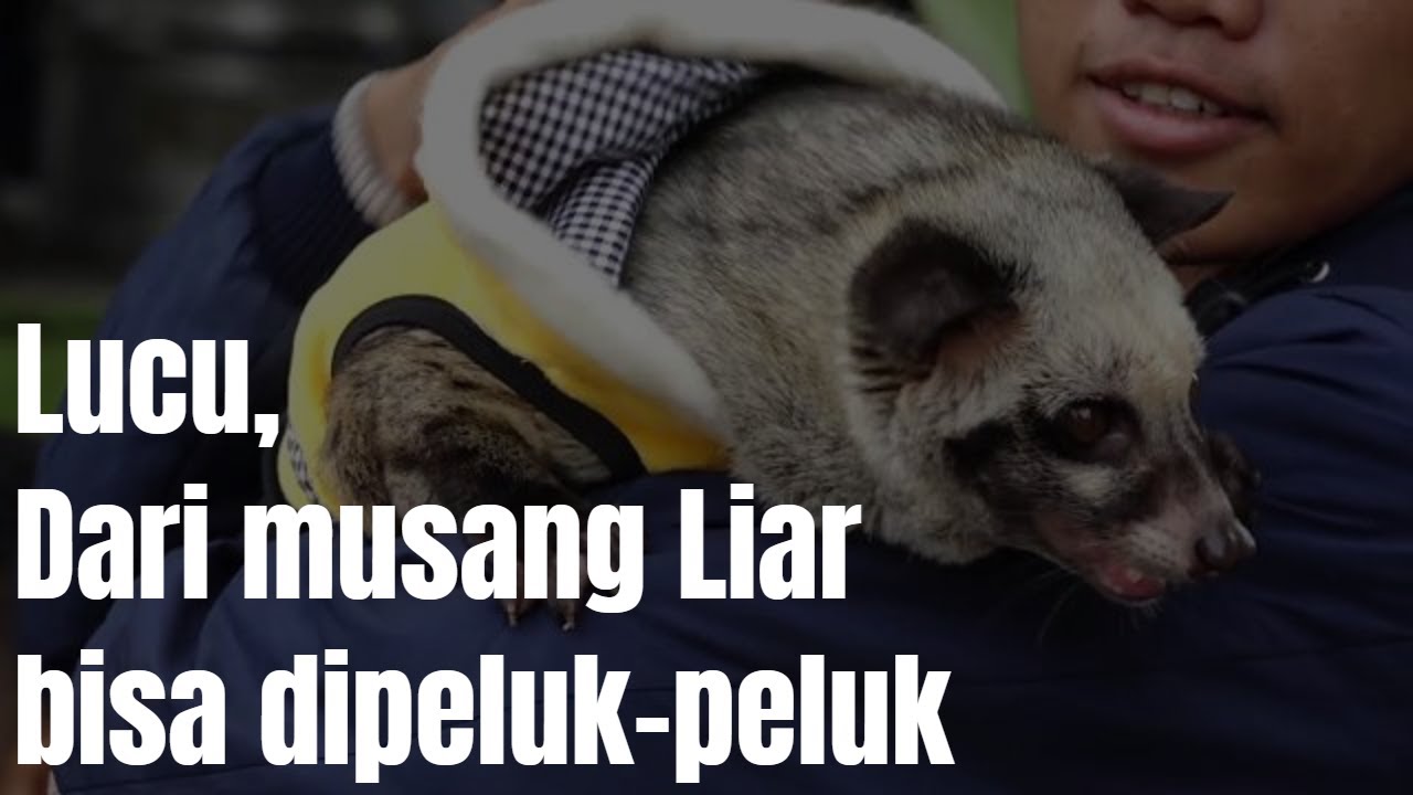 KOMUNITAS MUSANG LOVERS JAKARTA