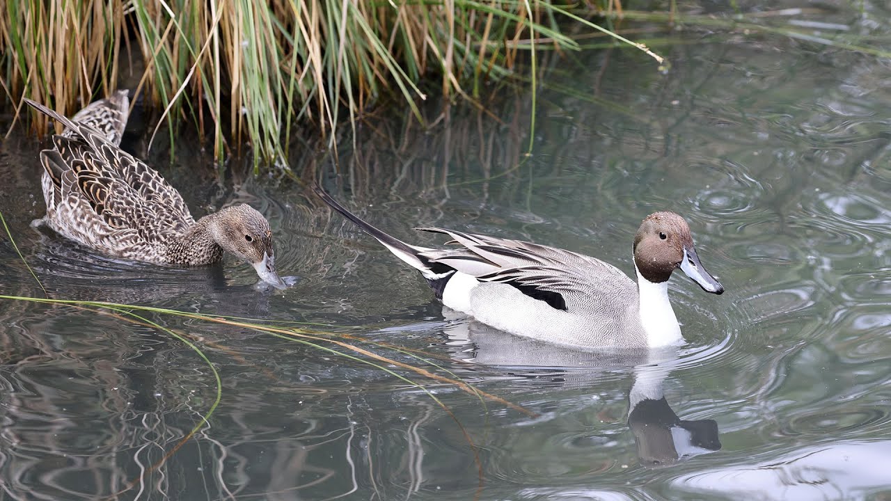 Pintail