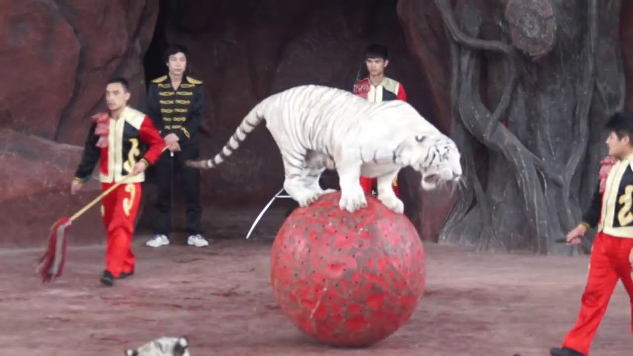 獅子老虎表演