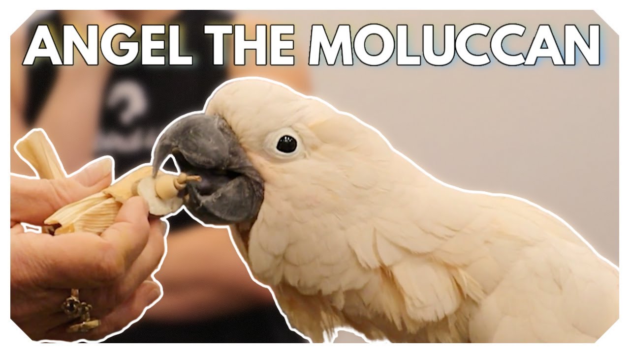 Are Moluccan Cockatoos Angels? 👼🏻