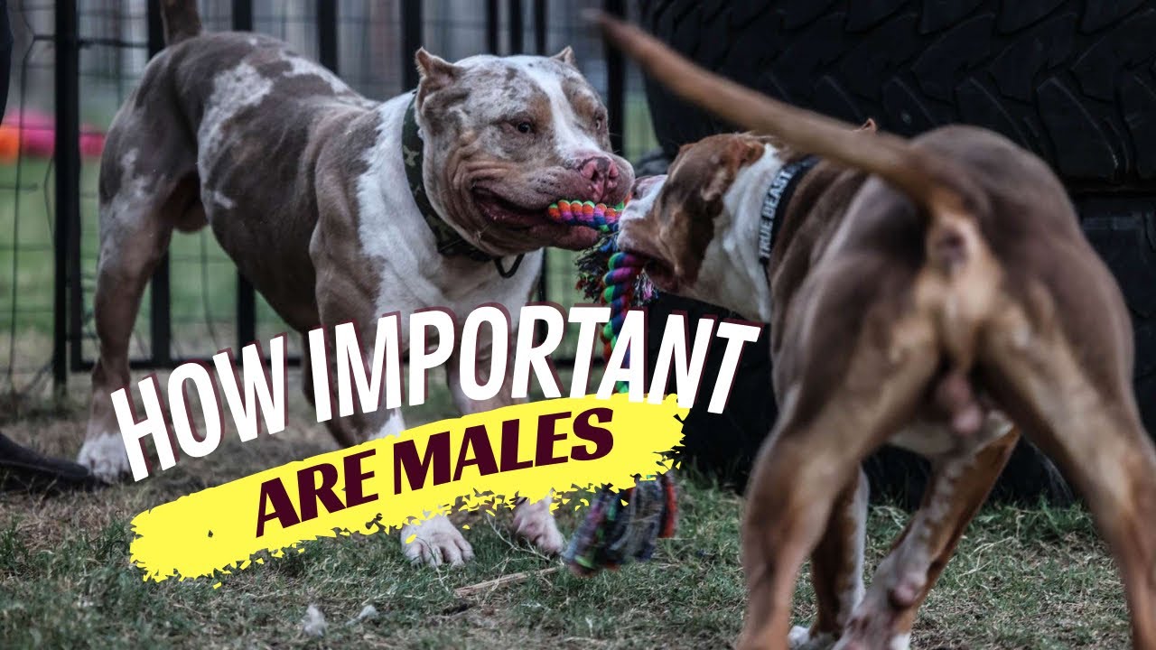 How Important are Male Dogs???