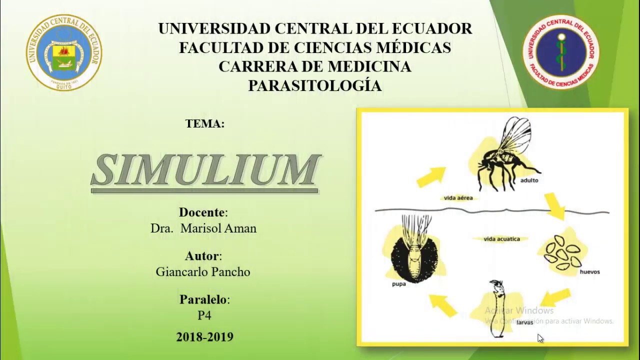 Simulium - Mosca negra (Vector parasitario)