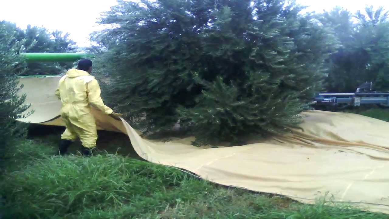 Recolector de aceitunas en cosecha - Industrias Nati