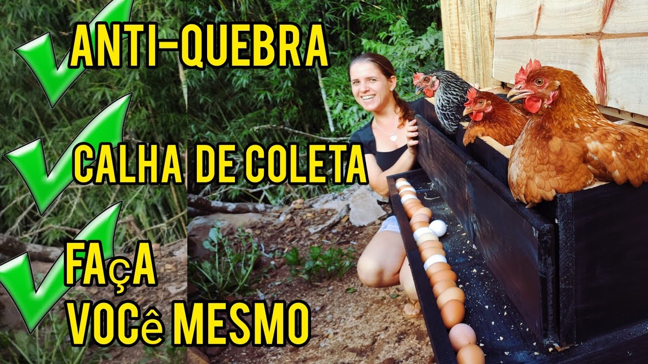 Como Fazer Ninho Para Galinha Poedeira