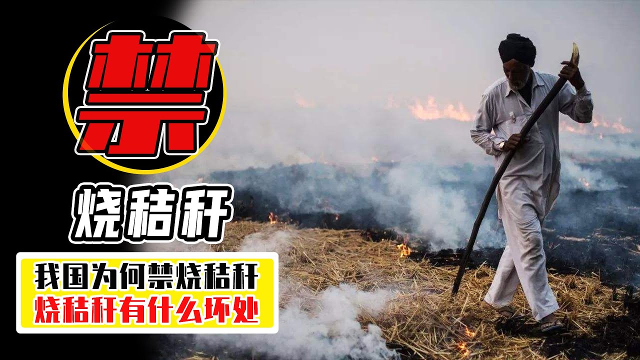 燒秸稈能消滅害蟲，我國為何禁止燒秸稈？ 而美國卻可以焚燒？【小馬哥知識局】