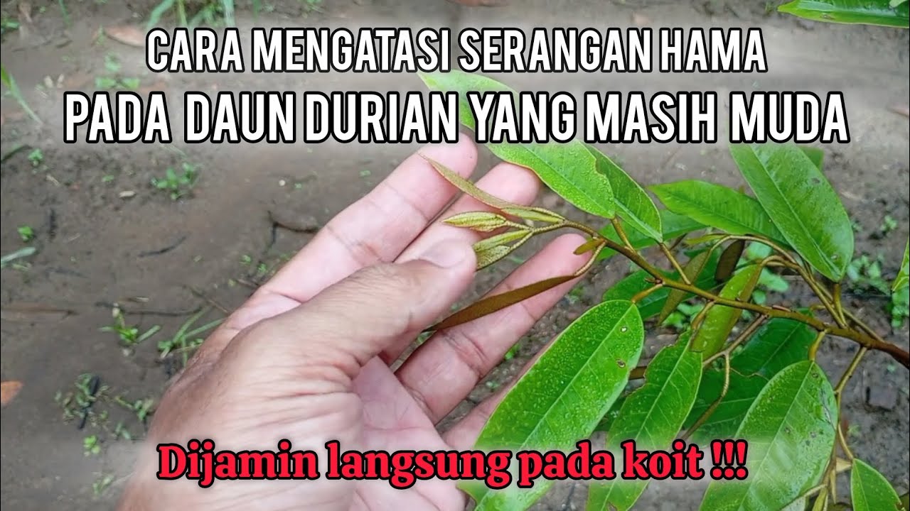 📌 BOLEH DICOBA, CARA MENGATASI SERANGAN HAMA PADA DAUN DURIAN  MUDA