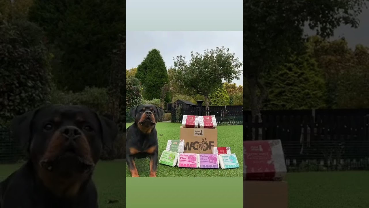 Lola says stay away from her dinner 😂❤ Cute Rottie #shorts #rottweiler #dog