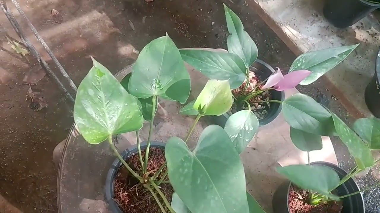 අඩු මිලකට තවත් පැකේජ් දෙකක්ම ගෙනාවා