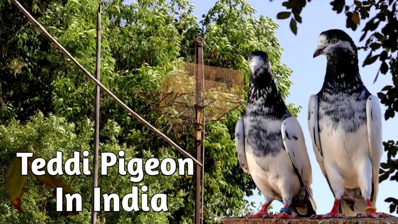 Teddy Kabootar !! India में ऐसे टेडी देखते रह जाओगे !! Jaipur Tonk Pigeons