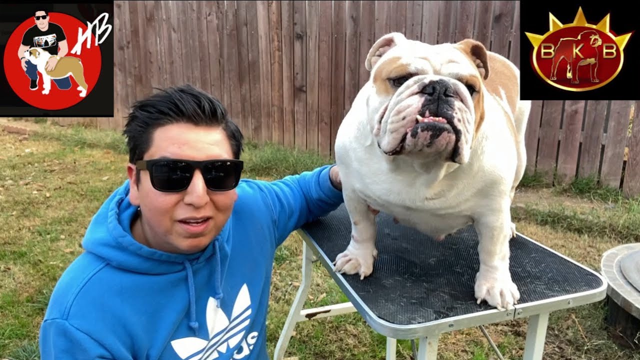 Necesito cuidar el peso de Marya!! BULLDOG INGLES, HECTOR BOLAÑOS
