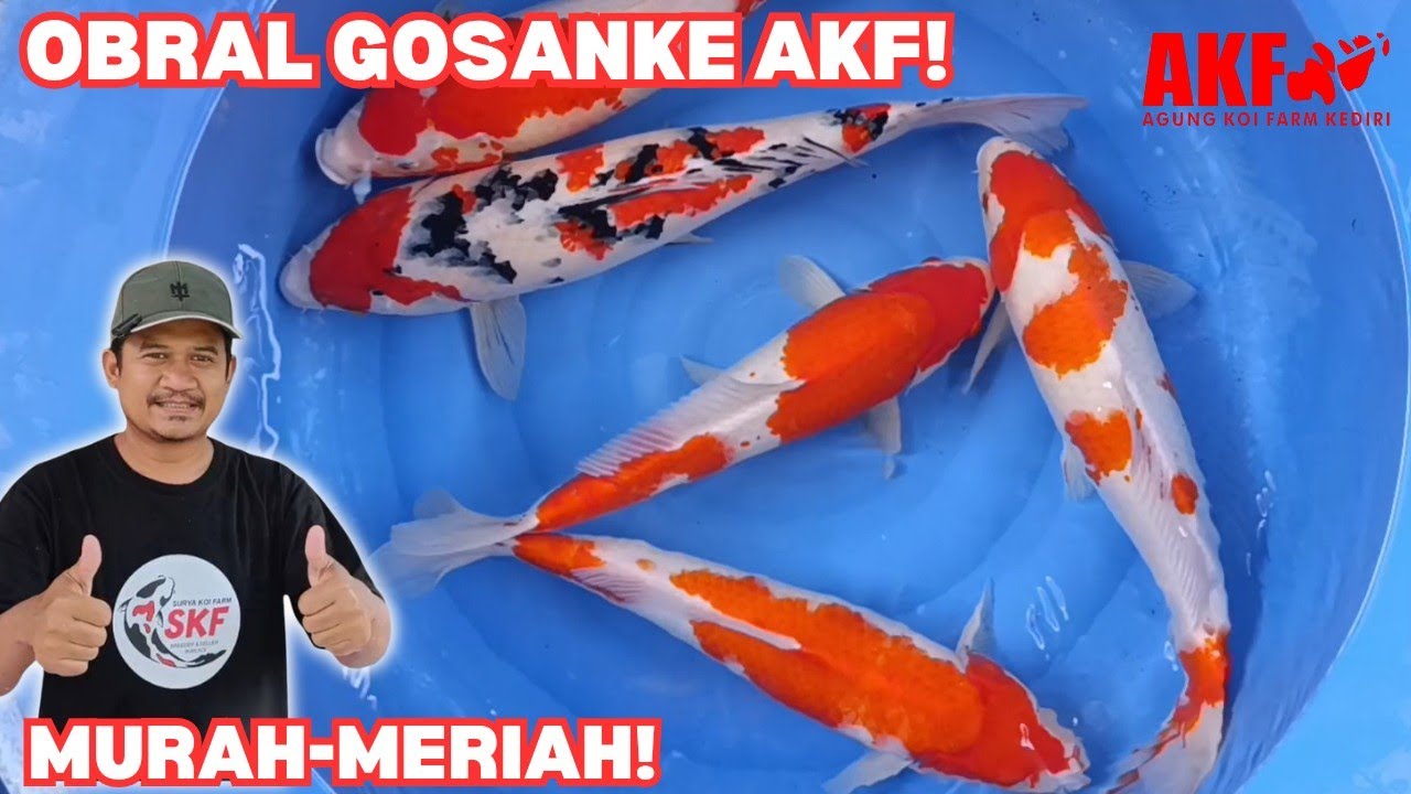 Obral Gosanke AKF!!! Koi Berpunuk Harga Murah-meriah!!!